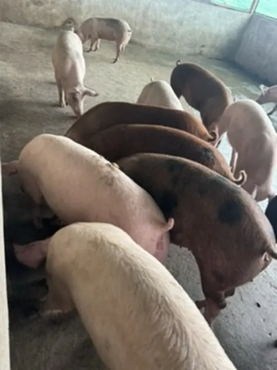 Porcos de engorda