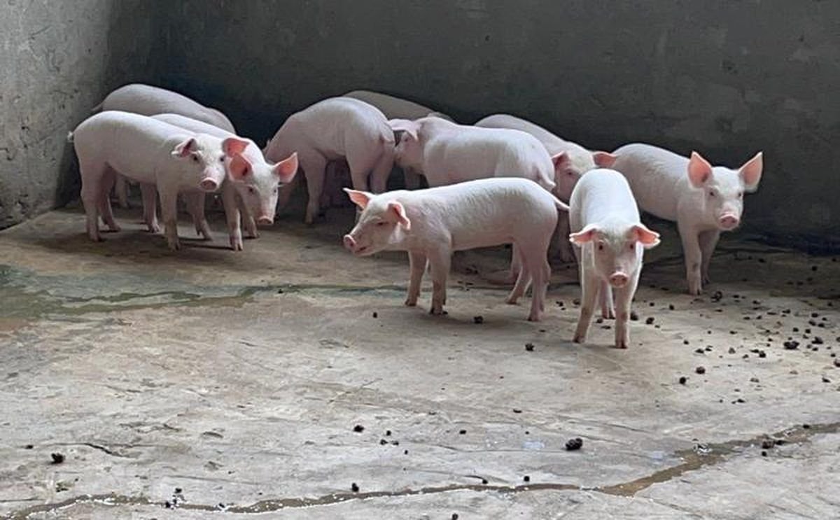 Leitões na creche da Quinta do Pinhão